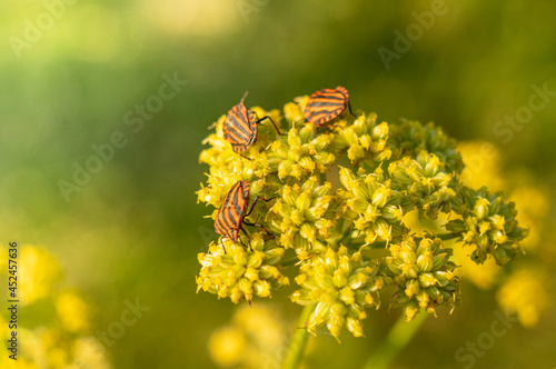 strojnica baldaszkówka (Graphosoma lineatum) na kwiatach lubczyka photo
