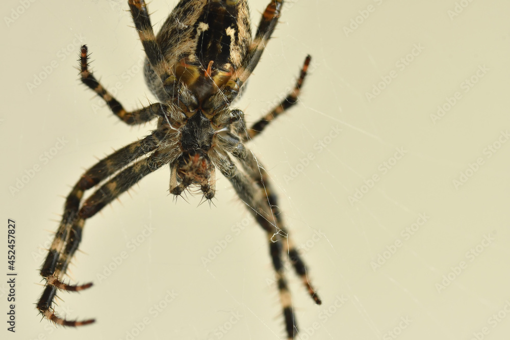 a garden spider in its web in a macro a garden spider in its web in a macro