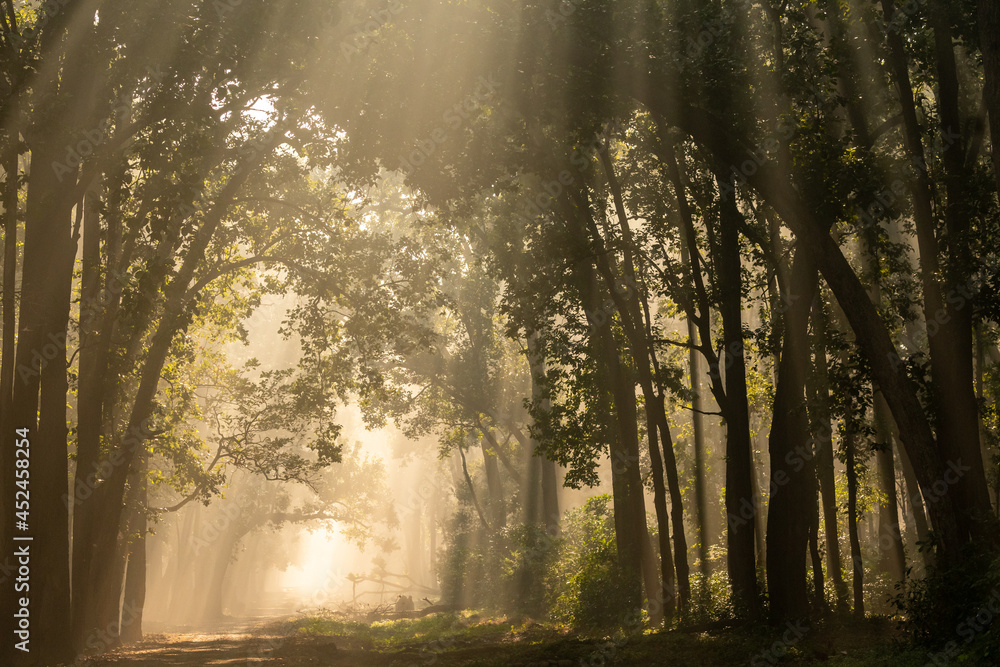 Naklejka premium Scenic forest in winter morning fog or mist and sunlight or sunrays scattering with canopy of tall sal trees at dhikala main road jim corbett national park or reserve uttarakand india - Tyndall effect