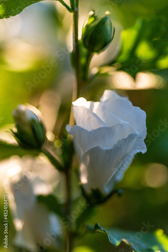 biały kwiat hibiskusa na krzewie w ogrodzie