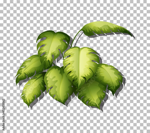 Tropical leaves on transparent background