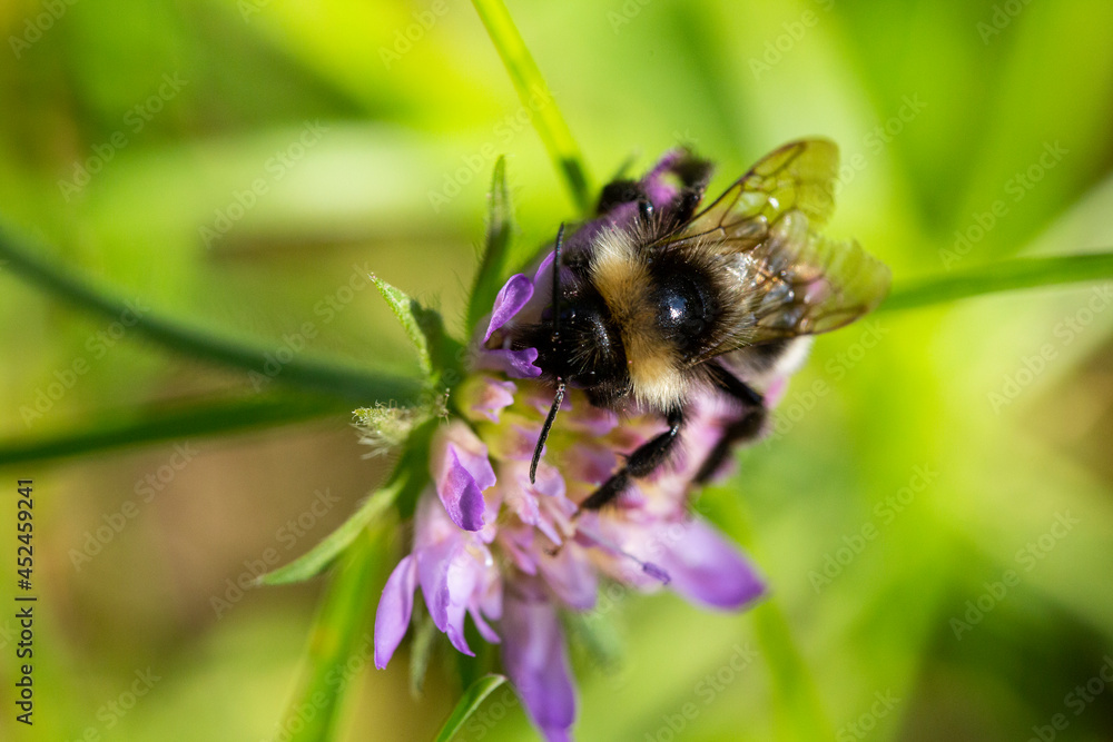 Macro Honey bees bumblebee feeds on nectar on a purple flower Macro Honey bees bumblebee feeds on nectar on a purple flower