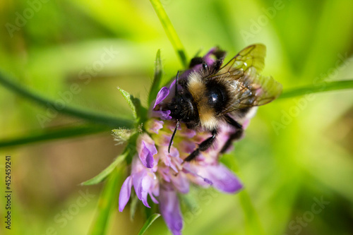 Macro Honey bees bumblebee feeds on nectar on a purple flower © Anna