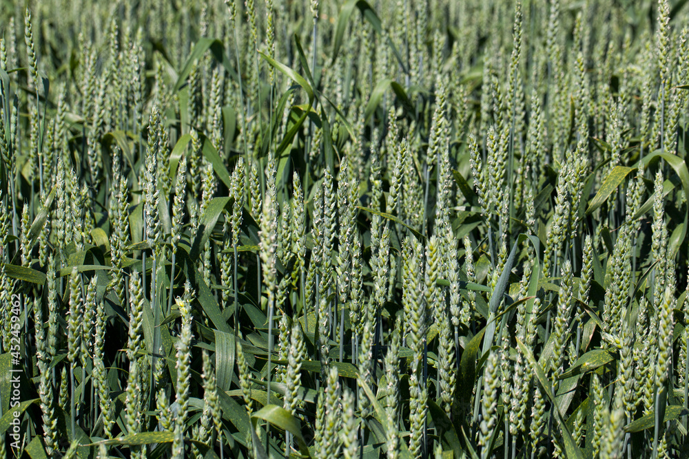 wheat field with green immature rye plants wheat field with green immature rye plants