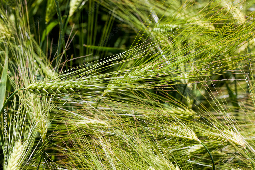 wheat field with an immature wheat crop wheat field with an immature wheat crop