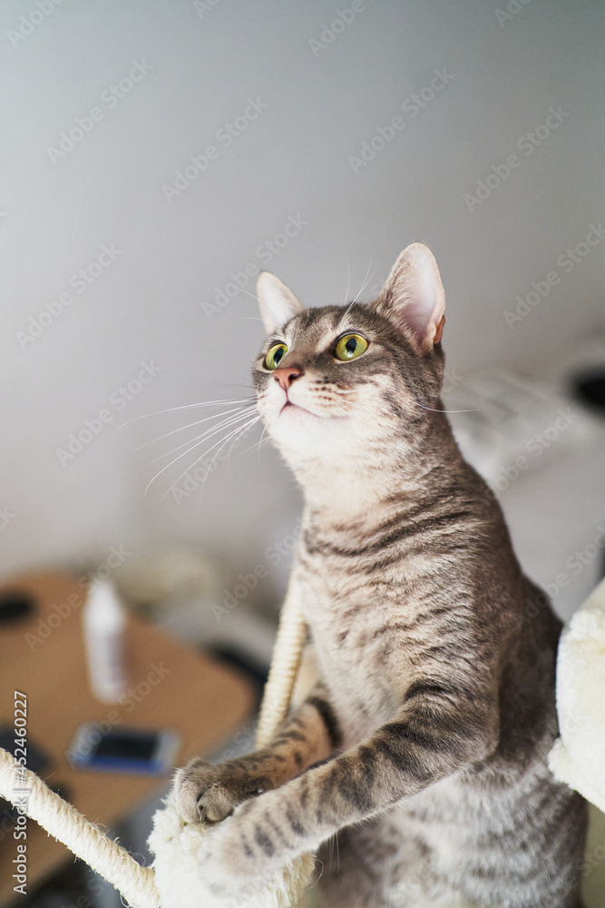 Young female cat focused on something above her