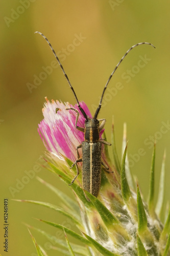 Vertical closeup on a thistle loving longhorn beetle, Agapanthia cardui in the Gard, France photo