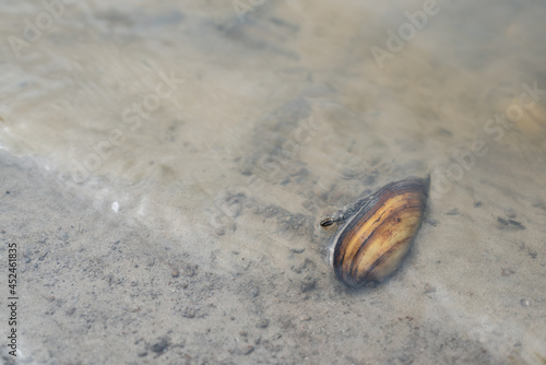 Anodonta clam in the dirty river water close up. photo