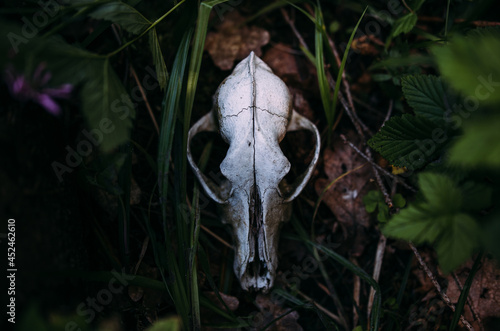 Old dog skull and in the enchanted forest. Dark, mysterious atmosphere. © Zhuravleva Katia