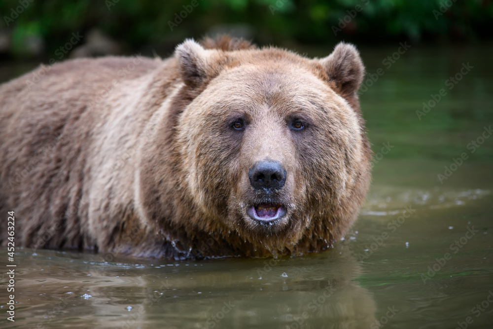 Wild Brown Bear on pond in the summer forest. Animal in natural habitat. Wildlife scene Wild Brown Bear on pond in the summer forest. Animal in natural habitat. Wildlife scene
