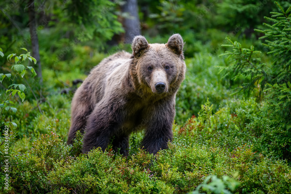 Wild Brown Bear in the summer forest. Animal in natural habitat. Wildlife scene