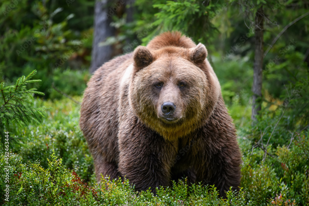 Wild Brown Bear in the summer forest. Animal in natural habitat. Wildlife scene Wild Brown Bear in the summer forest. Animal in natural habitat. Wildlife scene