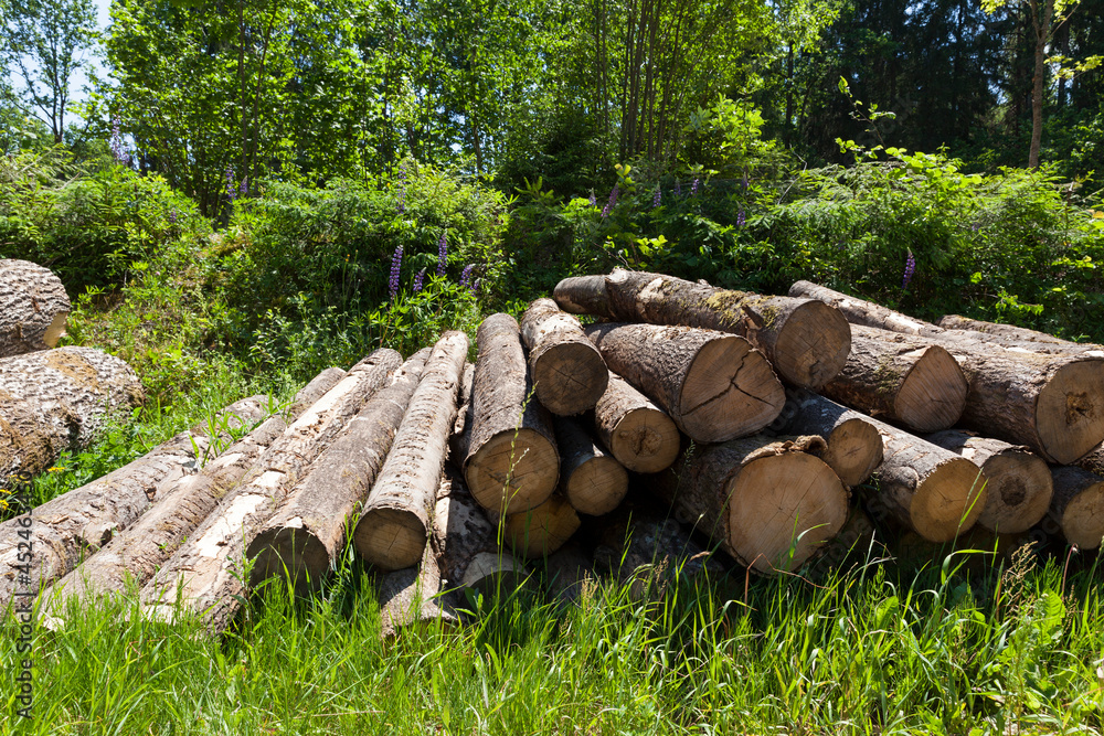 harvesting pine tree trunks in the forest harvesting pine tree trunks in the forest