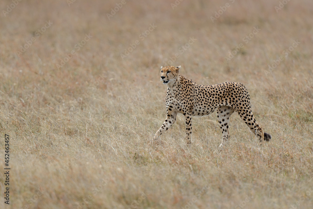 Cheetah (Acinonyx jubatus) male hunting on the plains in Masai Mara National Reserve in Kenya Cheetah (Acinonyx jubatus) male hunting on the plains in Masai Mara National Reserve in Kenya