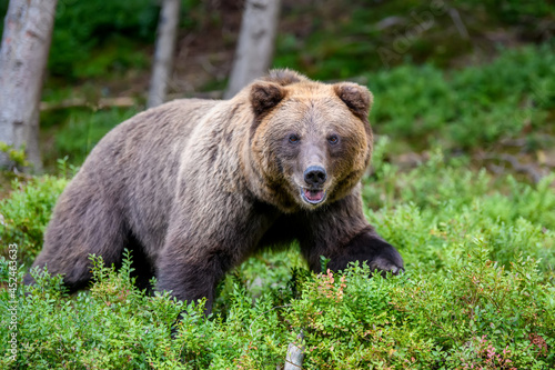 Wild Brown Bear in the summer forest. Animal in natural habitat. Wildlife scene © byrdyak