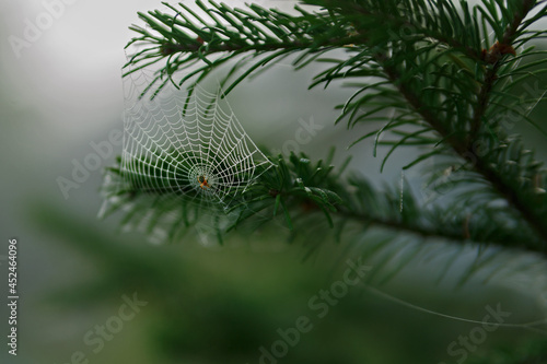 Spider in web among pine needles in early morning