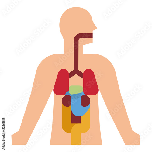 anatomy