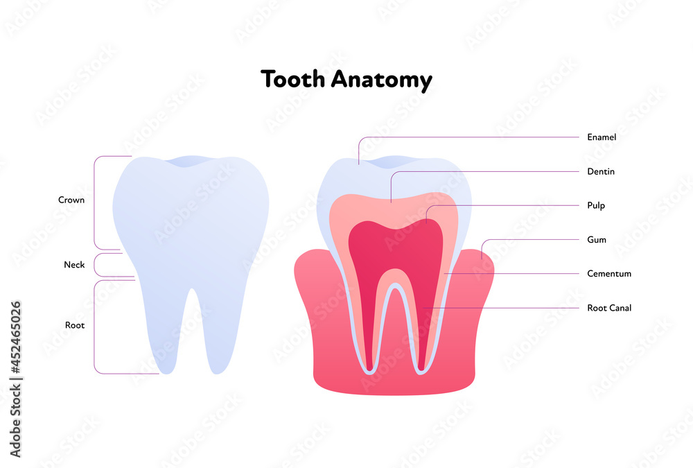 Tooth anatomy chart. Vector biomedical illustration. Cross section with text isolated on white background. Inner and outer teeth structure. Design for healthcare, dentistry Tooth anatomy chart. Vector biomedical illustration. Cross section with text isolated on white background. Inner and outer teeth structure. Design for healthcare, dentistry