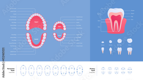 Dental jaw and tooth anatomy chart. Vector biomedical illustration. Color infographic set. Eruption dates. Primary and permanent teeth. Incisor, canine, molar, premolar icon. Design for healthcare