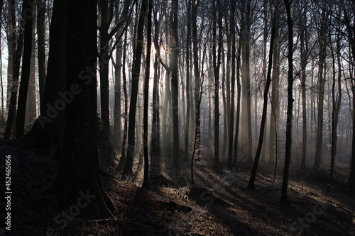 forest in the morning