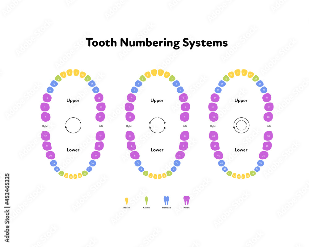 Vecteur Stock Dental jaw and tooth anatomy chart. Vector biomedical