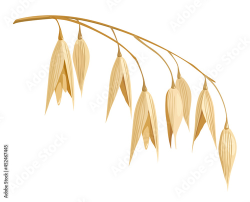 Avena. Vector image of an agricultural crop of oat sprig isolated on white background. For printing, packaging of oat products.