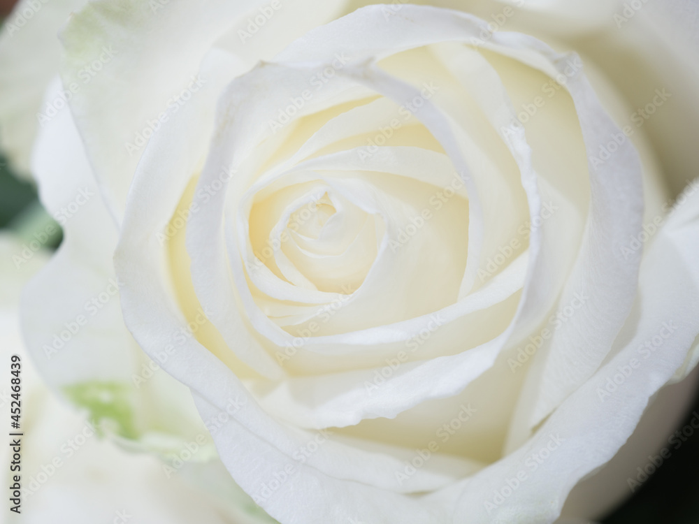 White rose flower close-up petals,Rose flower bouquet White rose flower close-up petals,Rose flower bouquet