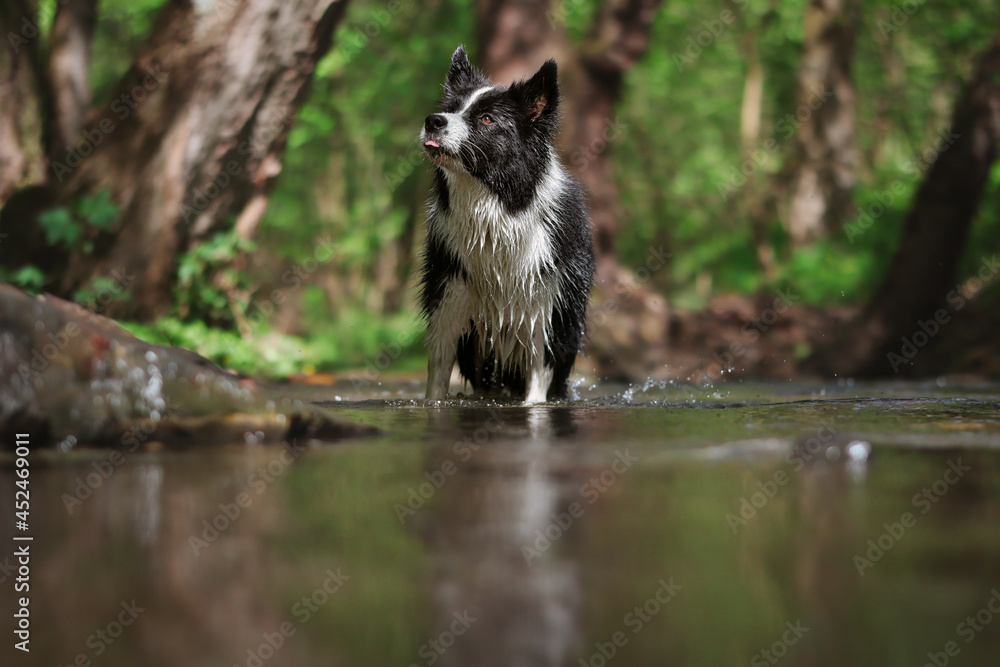 Border Collie with Funny Face Stands in the Water during Summer. Cute Black and White Dog Outdoors.