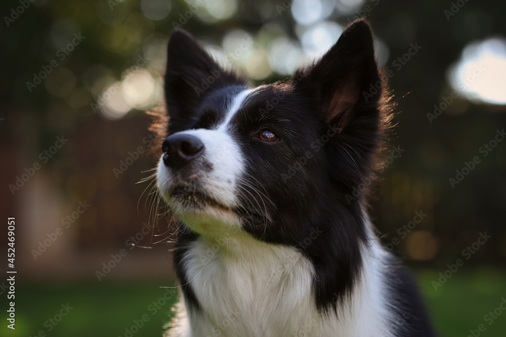 Beautiful Portrait of Black and White Border Collie in the Garden. Close-up of Domestic Dog Outside.