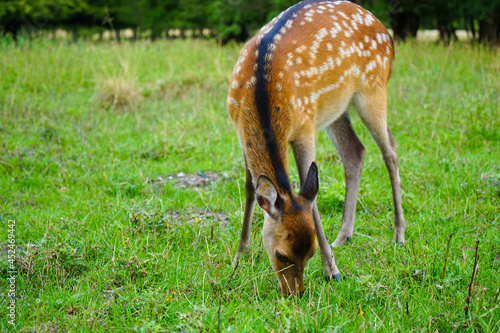 Closeup of a spotted deer grazing on the grassy field in Store Dyrehave forest in Denmark photo