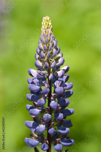 Lupine growing in upstate New York