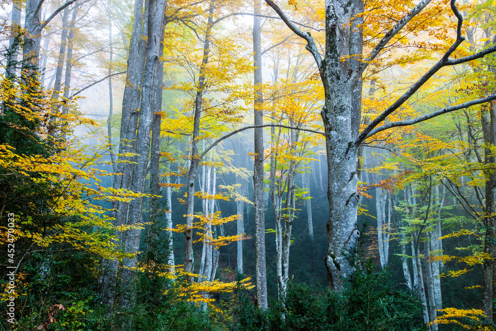 Fototapeta premium Autumn la Grevolosa forest, Osona, Barcelona, Spain