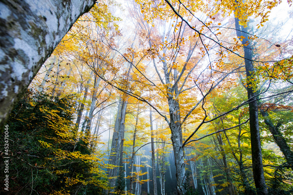 Obraz premium Autumn la Grevolosa forest, Osona, Barcelona, Spain