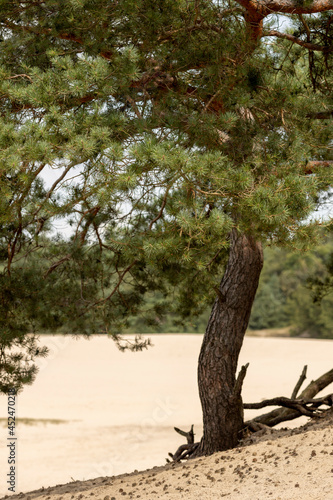 Stem of solitary pine tree on a hillside slope at the edge of the Soesterduinen sand dunes in The Netherlands. Unique natural phenomenon