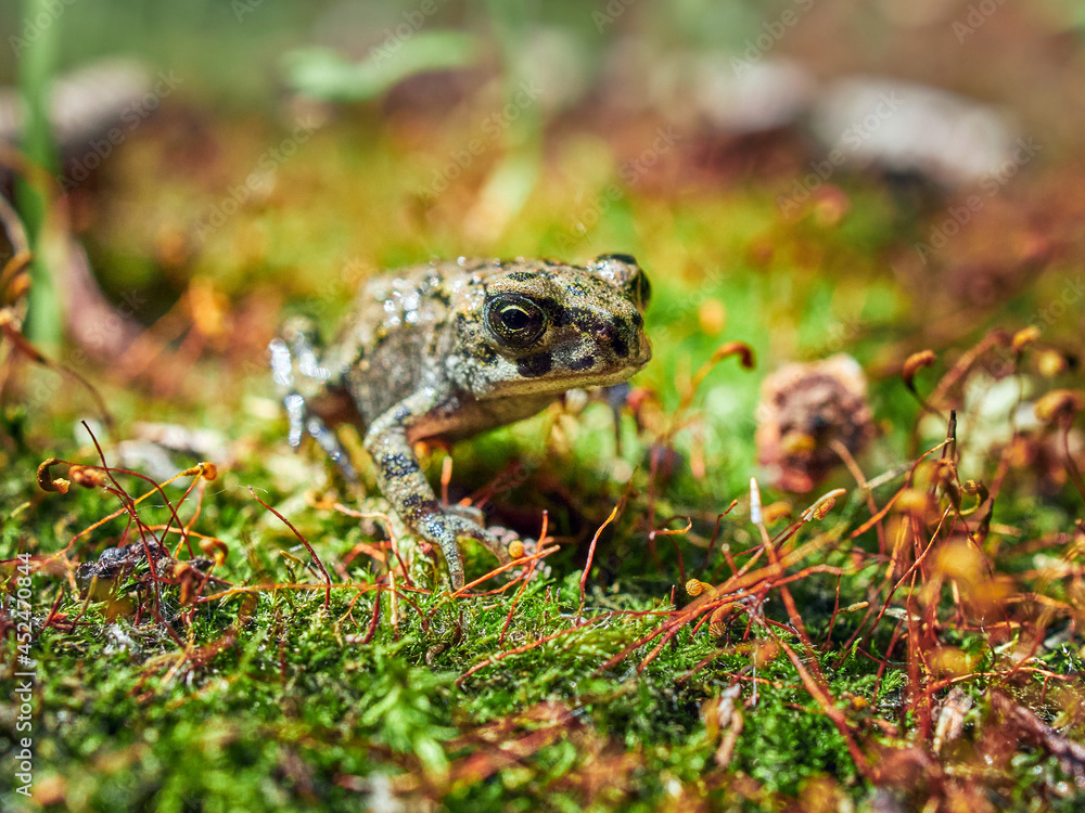 frog on the ground frog on the ground