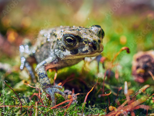 frog on the grass