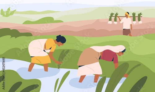 Indian women farmers working on rice field, standing in water. Agriculture workers on farm land. People work on plantation in India. Organic farming and farmland. Colored flat vector illustration