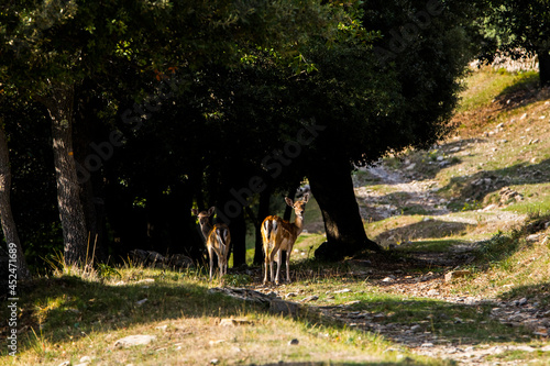 Fallow deers in La Garrotxa, Girona, Pyrenees, northern Spain. Europe