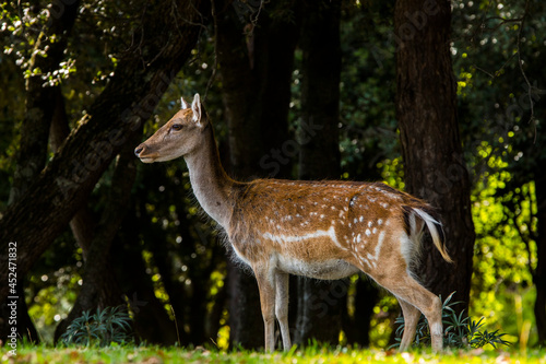 Fototapeta Naklejka Na Ścianę i Meble -  Fallow deers in La Garrotxa, Girona, Pyrenees, northern Spain. Europe