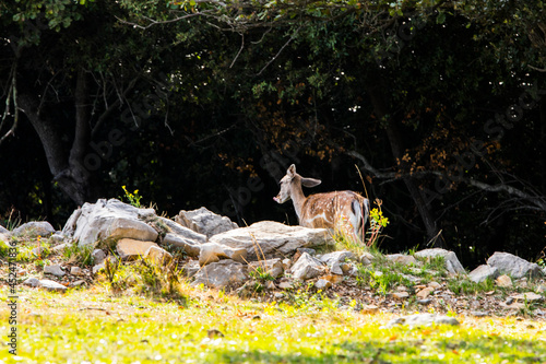 Fototapeta Naklejka Na Ścianę i Meble -  Fallow deers in La Garrotxa, Girona, Pyrenees, northern Spain. Europe