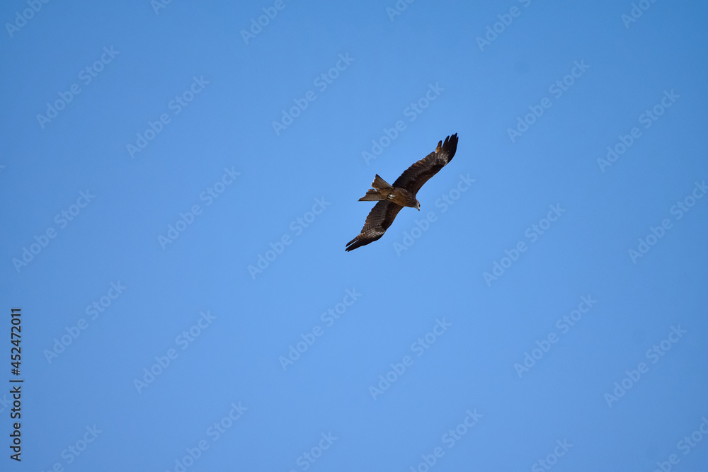Obraz premium A bird of prey, soars high in the sky, tracking down its prey. Eastern Buzzard (Buteo Japonicus)
