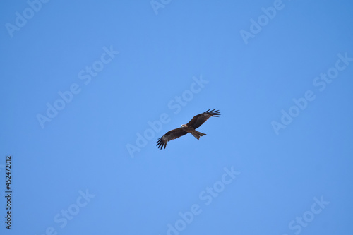 A bird of prey  soars high in the sky  tracking down its prey. Eastern Buzzard  Buteo Japonicus 