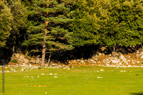 Fototapeta Naklejka Na Ścianę i Meble -  Fallow deers in La Garrotxa, Girona, Pyrenees, northern Spain. Europe