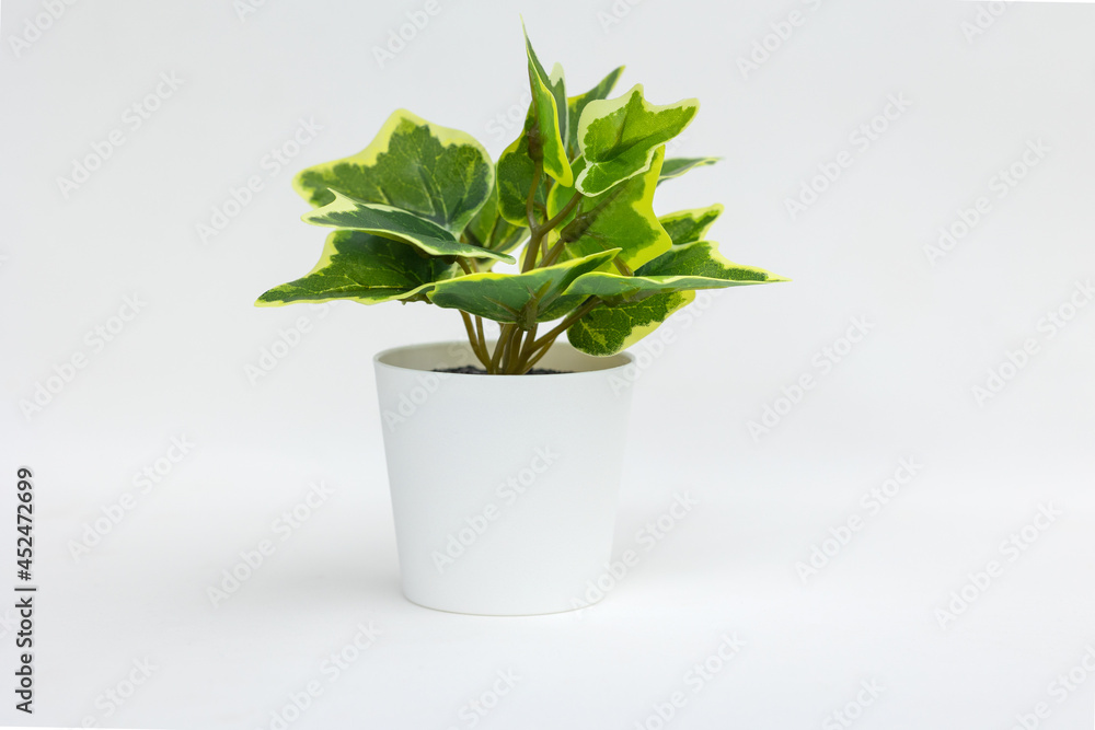Natural green plant and flower, Fejka in white flowerpot isolated on white background