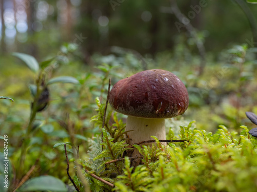 Edible fresh porcini mushroom in the forest in the moss