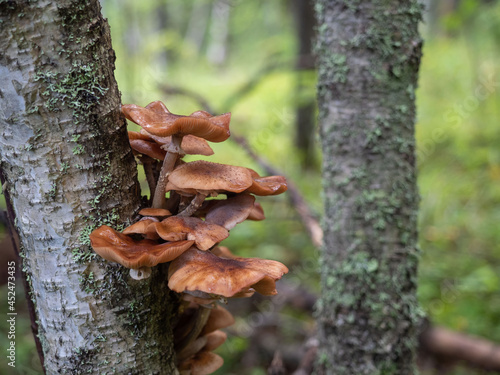 Mushrooms grow on a tree trunk in the forest