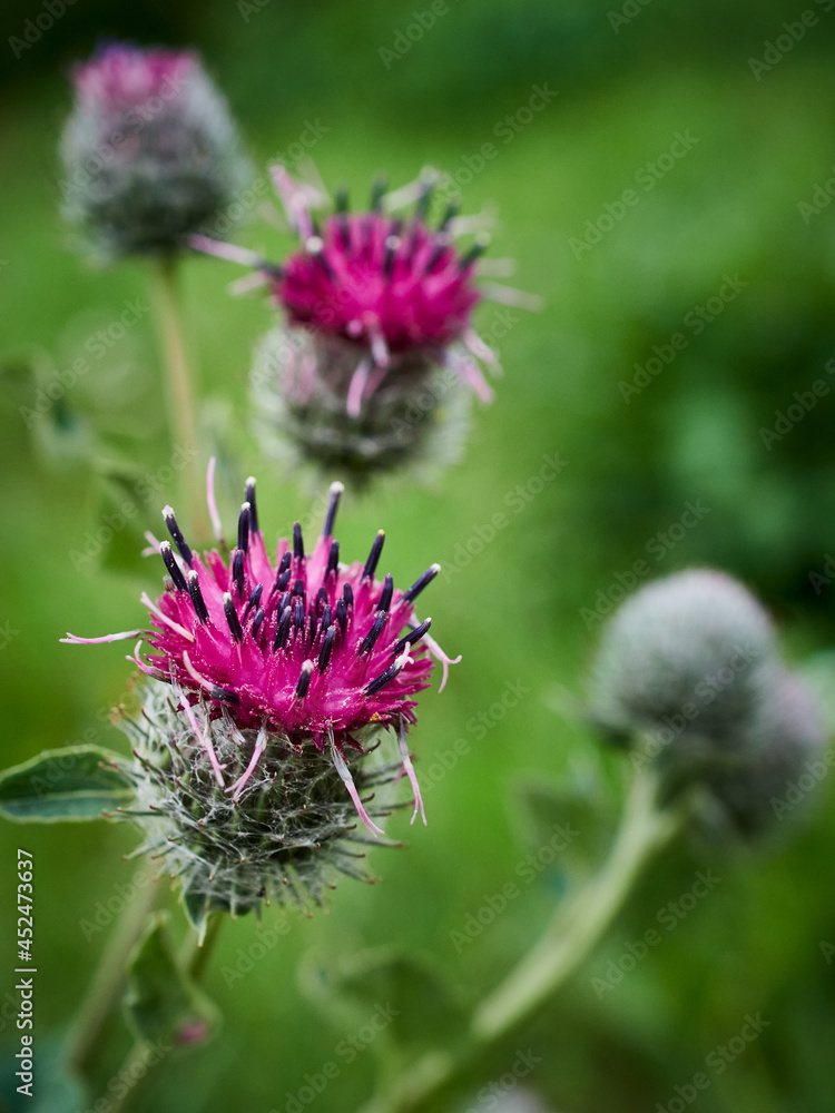 bee on thistle bee on thistle