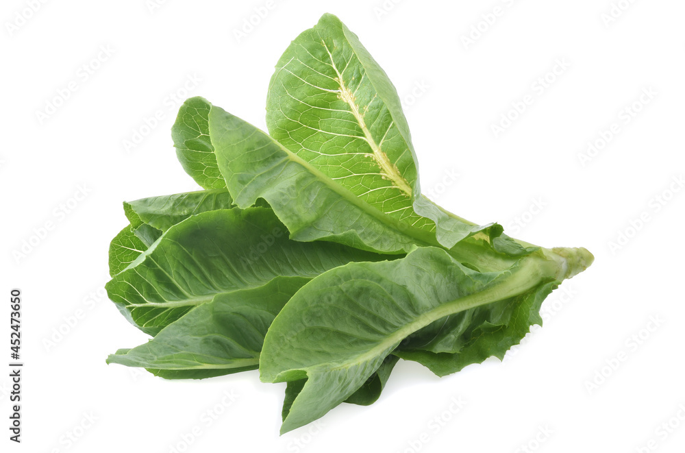 fresh butterhead isolated on white background fresh butterhead isolated on white background