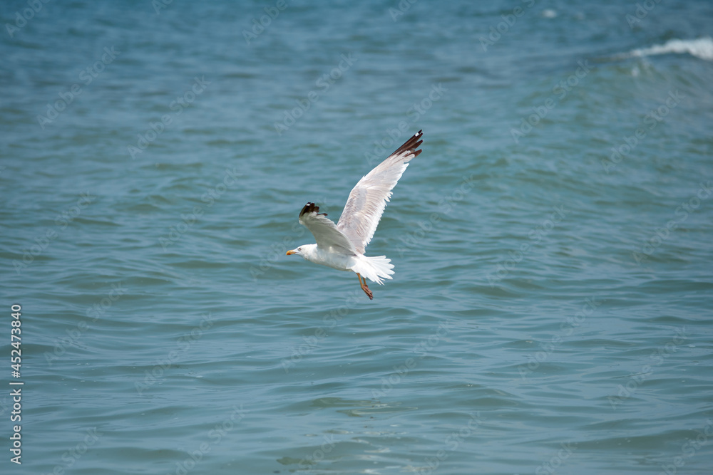 Flying seagull. White gull flies over the blue sea. Seabird