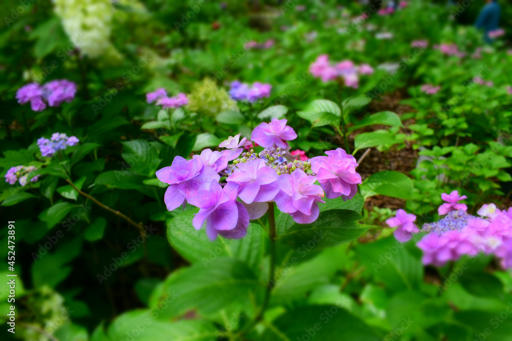 紫陽花の庭2